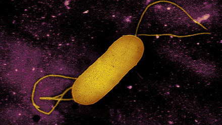 listeria_bacterium__53895764485_614745_crop.jpg