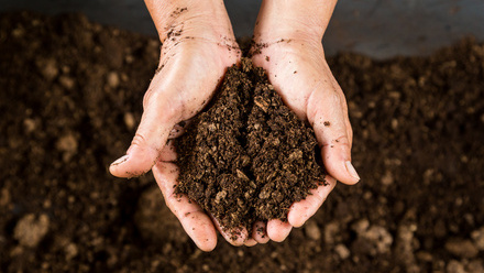 Soil in hands.jpg