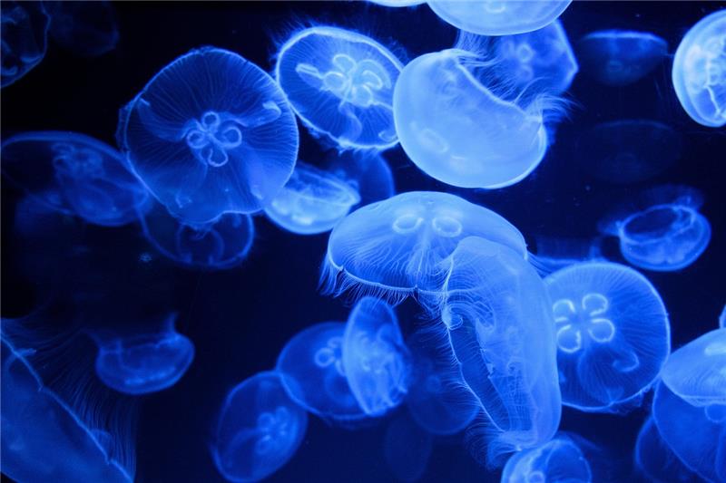 Jellyfish.jpg